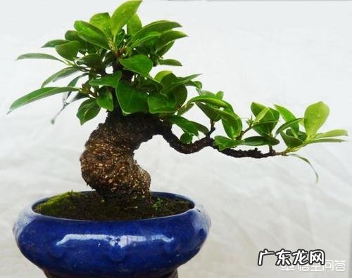 高山榕树叶子发黄掉落怎么办?