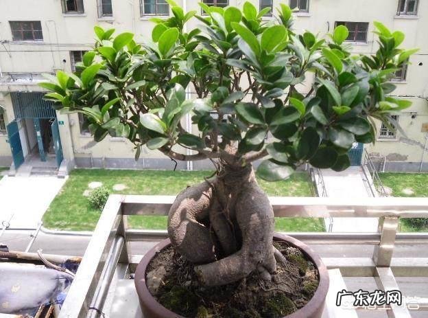 高山榕树叶子发黄掉落怎么办?