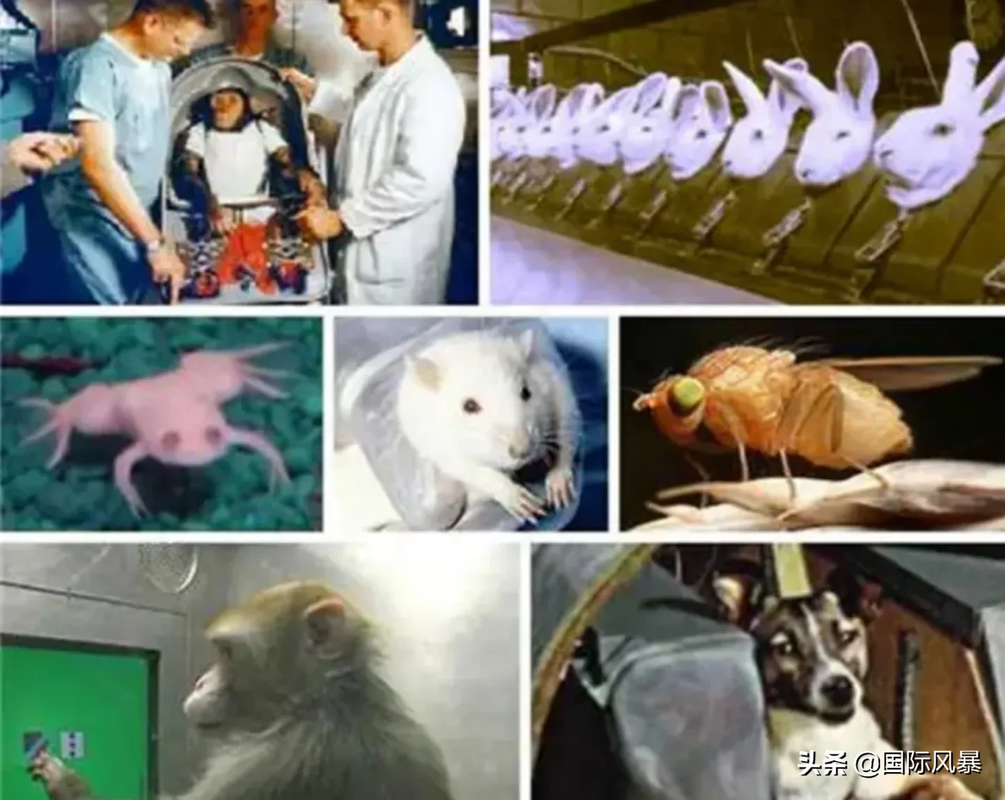 如果地球上的老鼠全部灭绝会怎样?