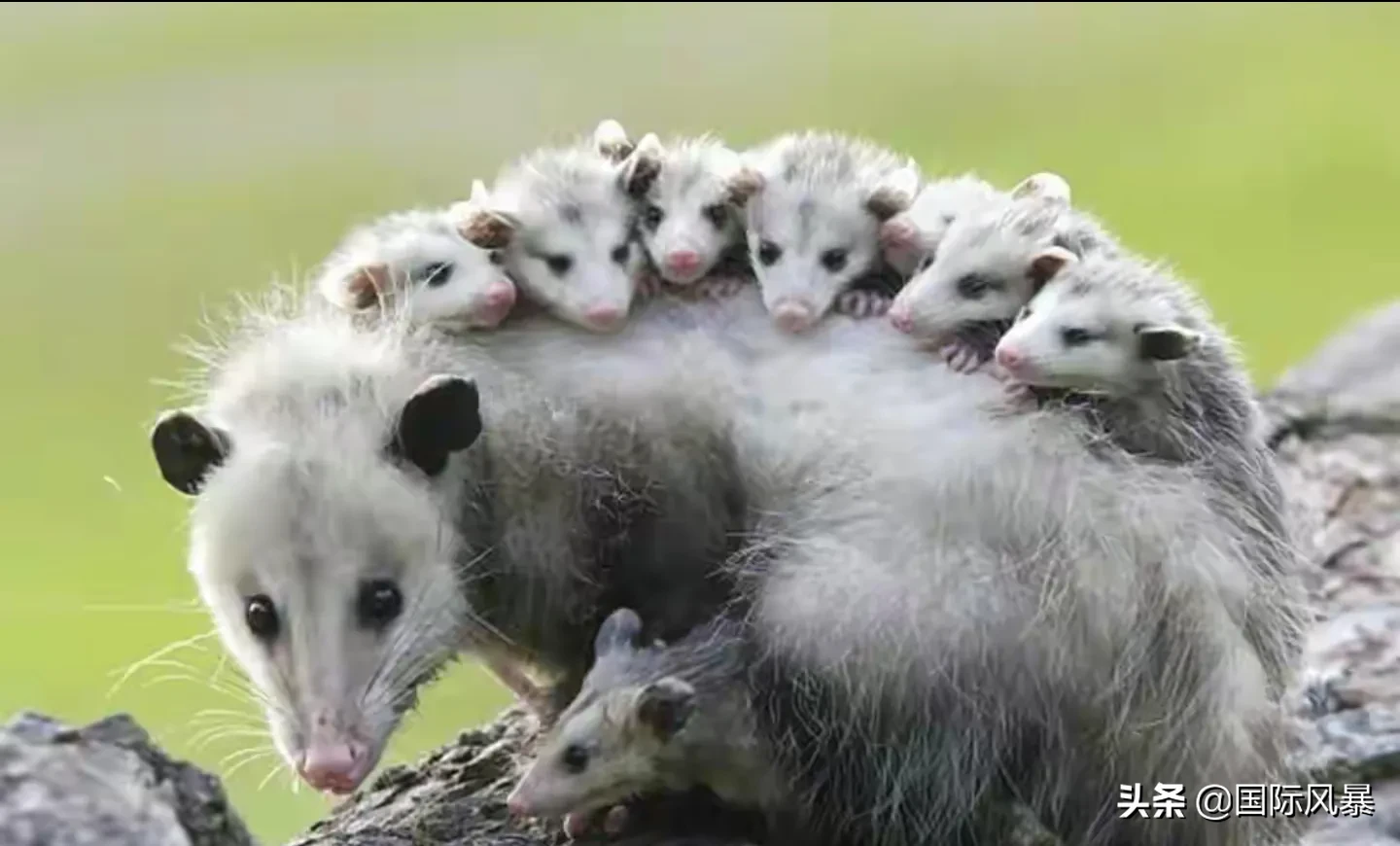 如果地球上的老鼠全部灭绝会怎样？