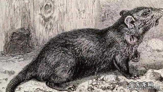 如果地球上的老鼠全部灭绝会怎样？