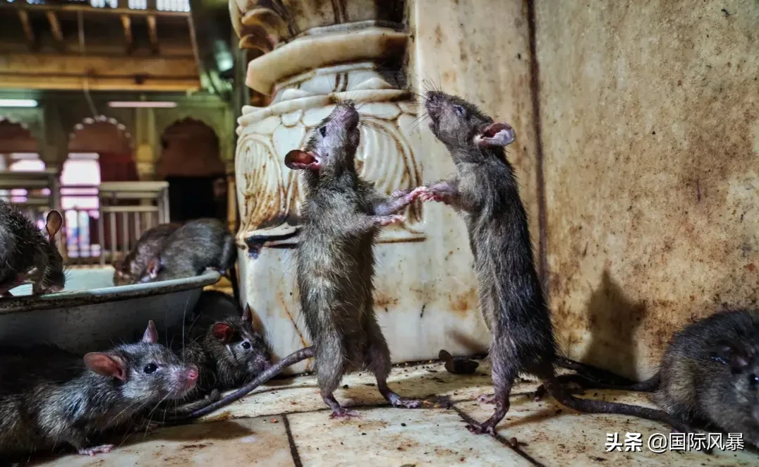 如果地球上的老鼠全部灭绝会怎样?