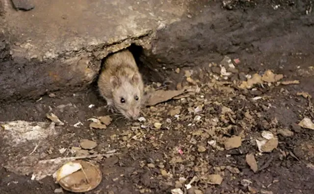 如果地球上的老鼠全部灭绝会怎样?