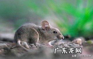 如果地球上的老鼠全部灭绝会怎样？