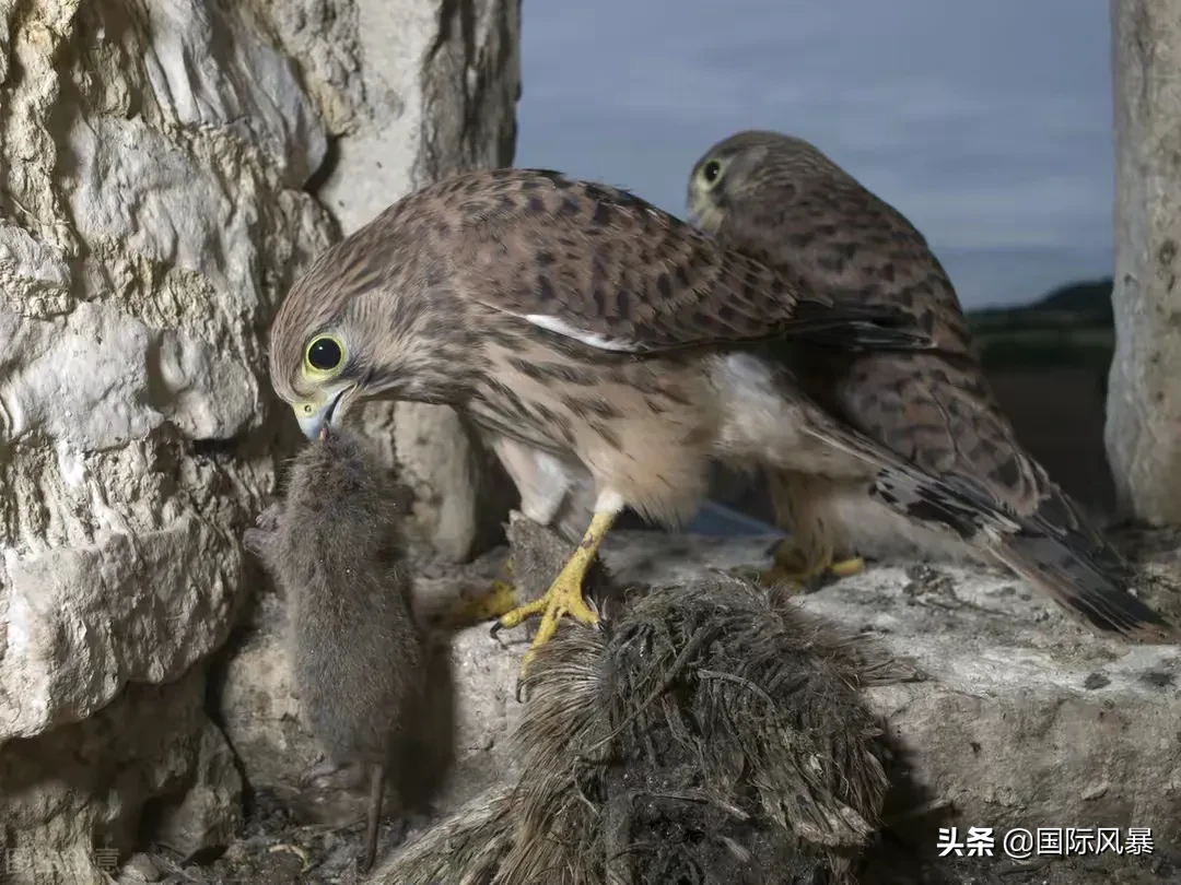 如果地球上的老鼠全部灭绝会怎样?