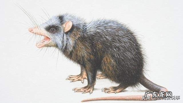 如果地球上的老鼠全部灭绝会怎样？