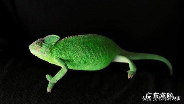 如果地球上的老鼠全部灭绝会怎样？