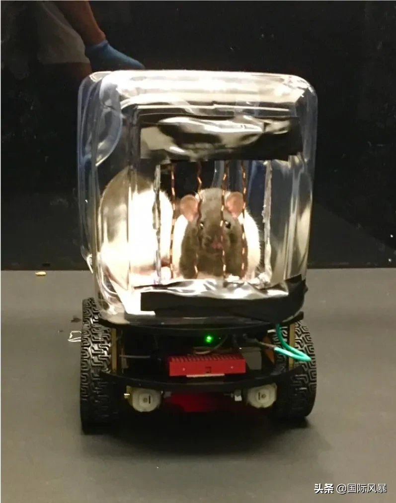 如果地球上的老鼠全部灭绝会怎样?