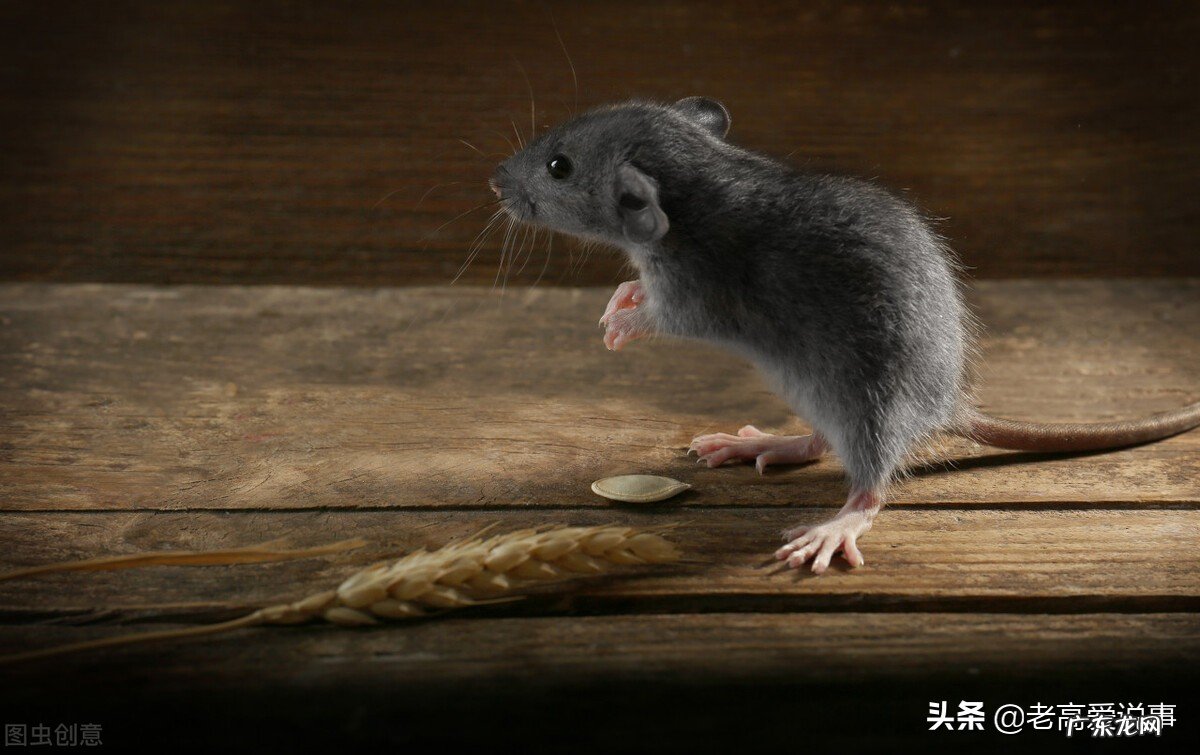 如果地球上的老鼠全部灭绝会怎样？