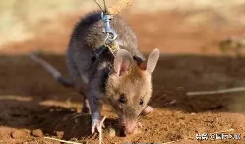 如果地球上的老鼠全部灭绝会怎样?