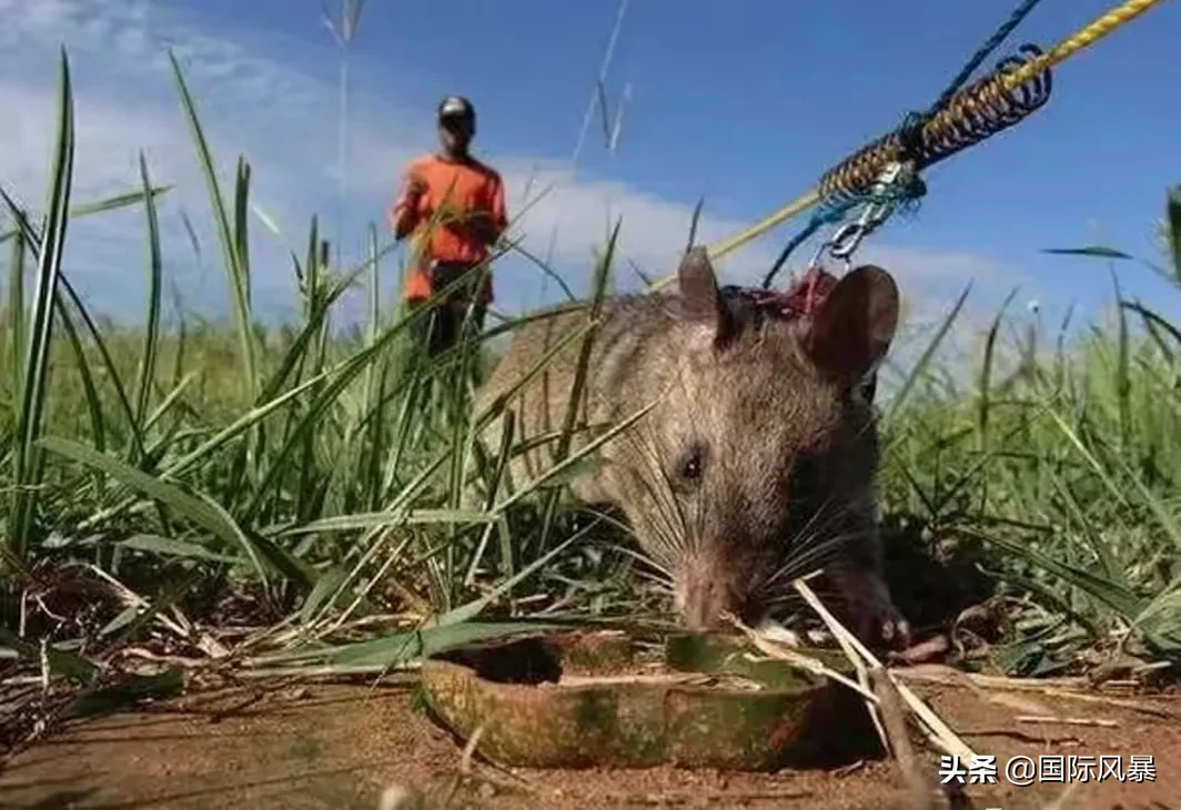 如果地球上的老鼠全部灭绝会怎样?