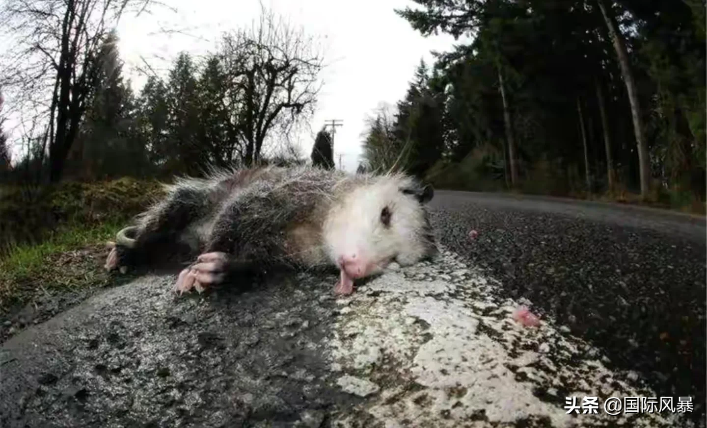 如果地球上的老鼠全部灭绝会怎样?