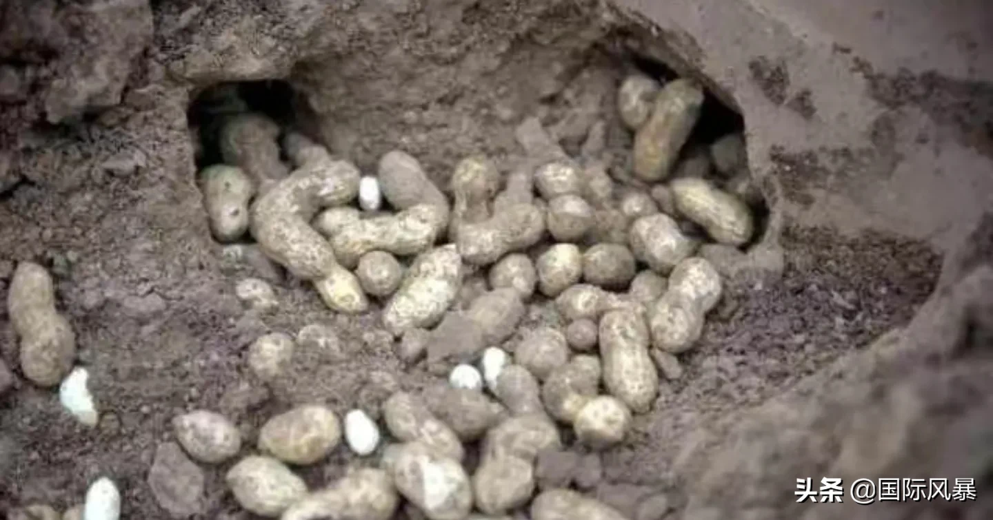 如果地球上的老鼠全部灭绝会怎样?