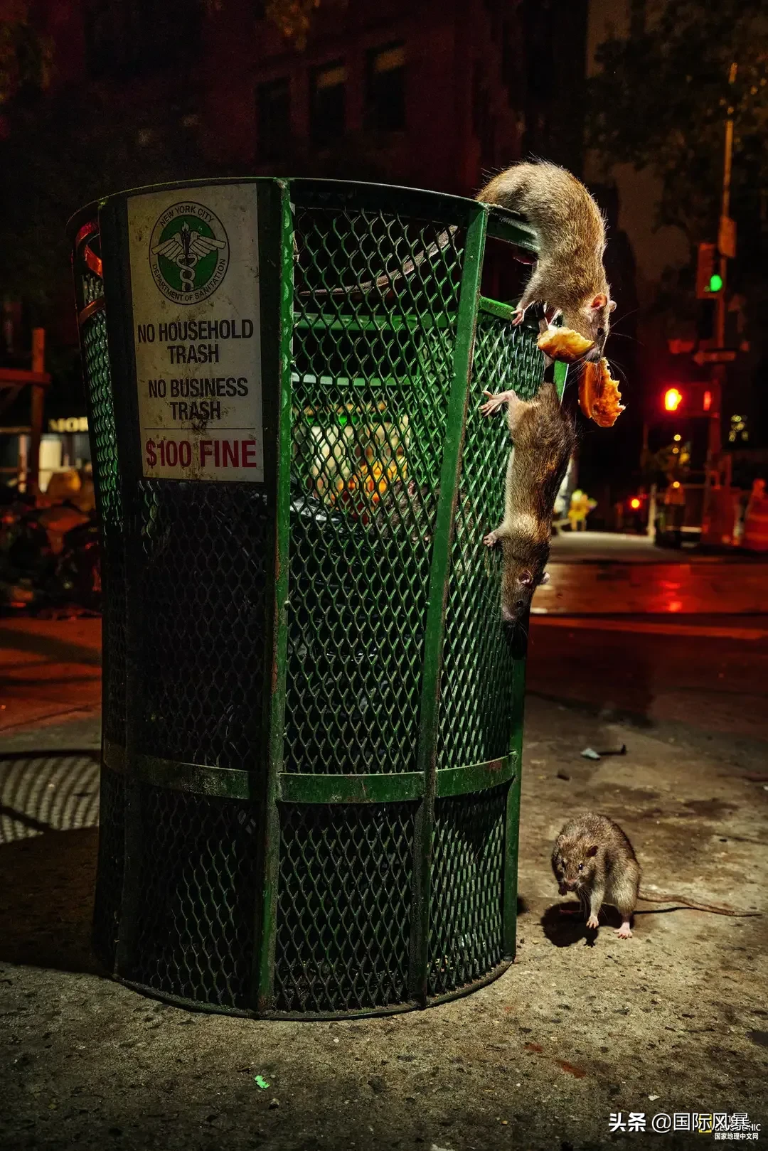 如果地球上的老鼠全部灭绝会怎样？