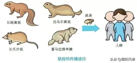 如果地球上的老鼠全部灭绝会怎样?