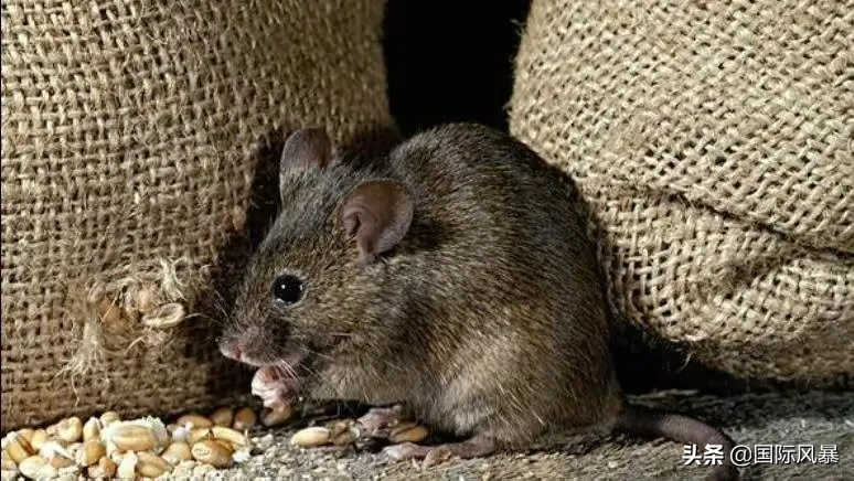 如果地球上的老鼠全部灭绝会怎样?