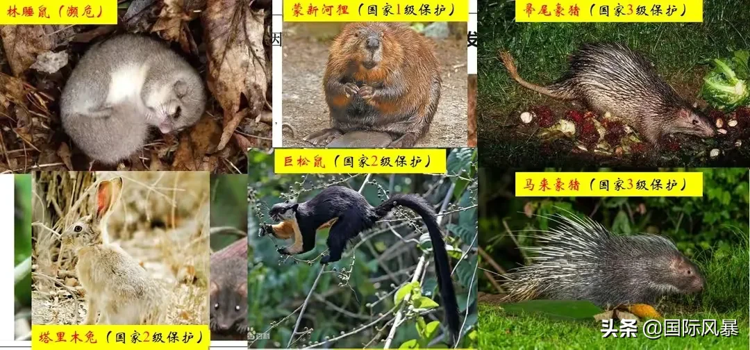 如果地球上的老鼠全部灭绝会怎样？