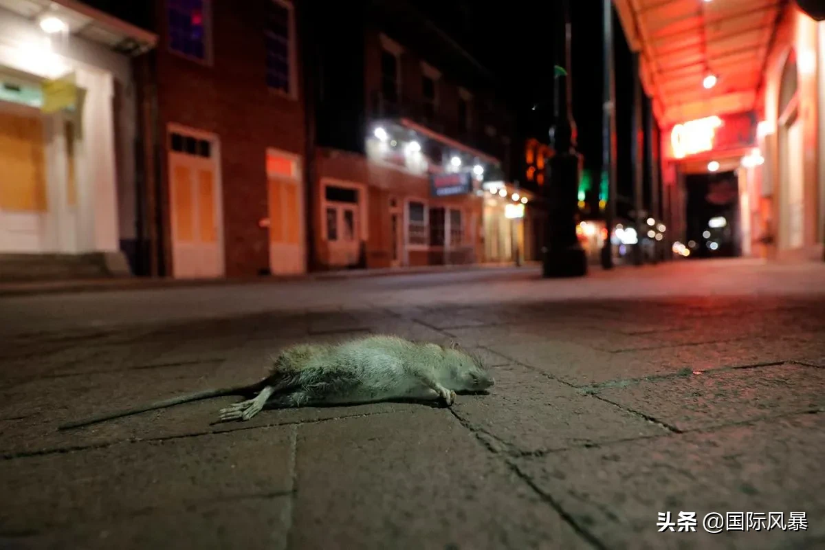 如果地球上的老鼠全部灭绝会怎样？