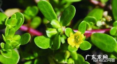 马齿苋什么时候就不能吃了？