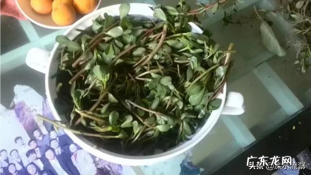 马齿苋什么时候就不能吃了？