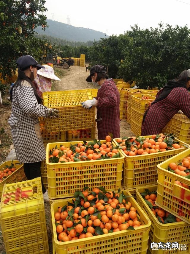 今年你家砂糖橘产量如何?对后期市场价格你怎么看?