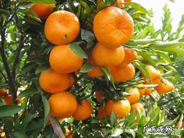 今年你家砂糖橘产量如何?对后期市场价格你怎么看?