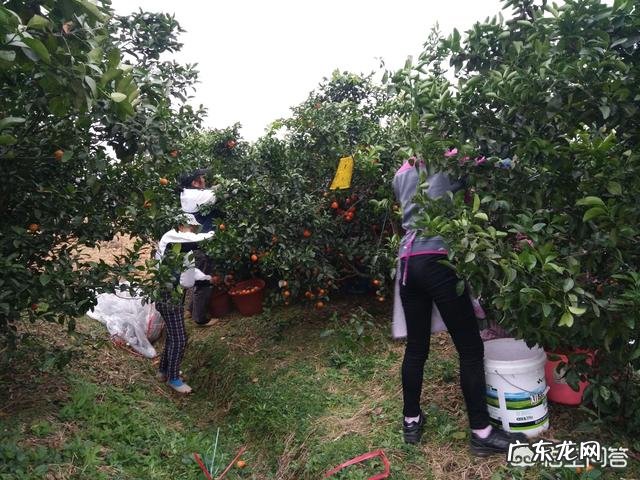 今年你家砂糖橘产量如何?对后期市场价格你怎么看?