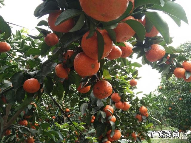 今年你家砂糖橘产量如何?对后期市场价格你怎么看?