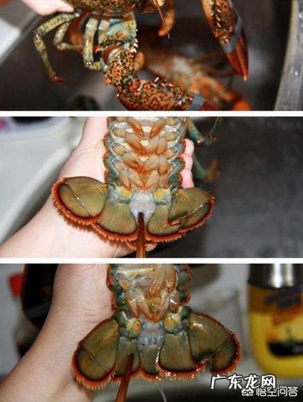 波士顿龙虾和澳洲龙虾怎么区分?蒜蓉粉丝蒸龙虾怎么制作?