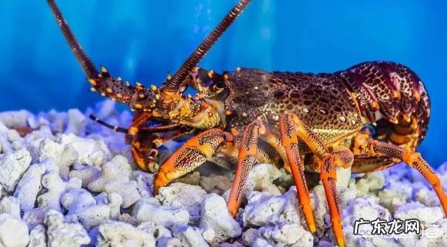 波士顿龙虾和澳洲龙虾怎么区分?蒜蓉粉丝蒸龙虾怎么制作?