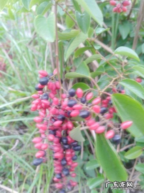 金刚藤有什么功效?