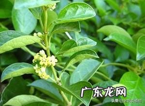 金刚藤有什么功效?