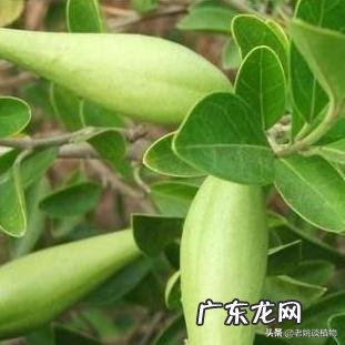 金刚藤有什么功效?