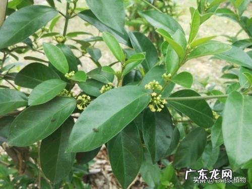 金刚藤有什么功效?