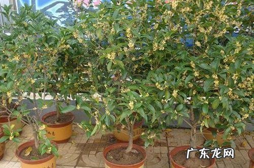 桂花树盆栽养殖应该注意些什么?