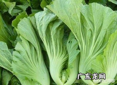 芥菜有什么营养价值?什么人千万不能吃芥菜?