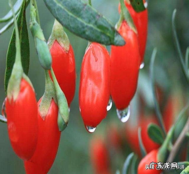 枸杞一天吃多少最合适？为什么？