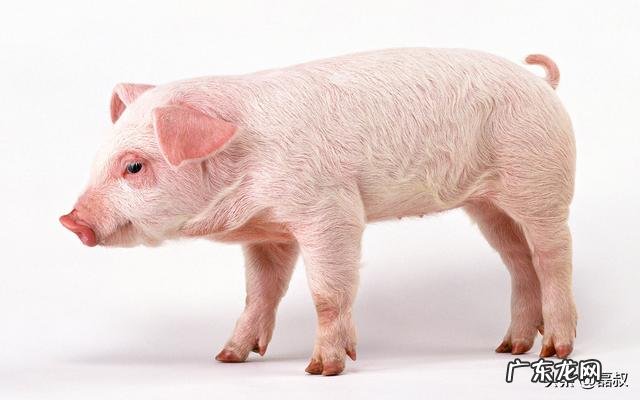 豕这个字在古时为什么代表猪不是狗,狗是人类最先训化的动物吧?