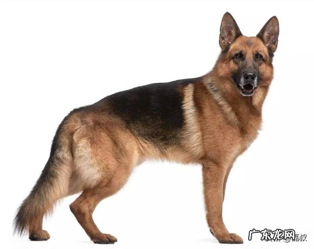 豕这个字在古时为什么代表猪不是狗,狗是人类最先训化的动物吧?