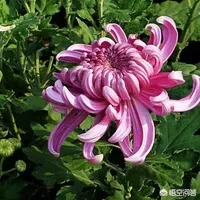 怎样写好植物作文?写什么植物比较好?