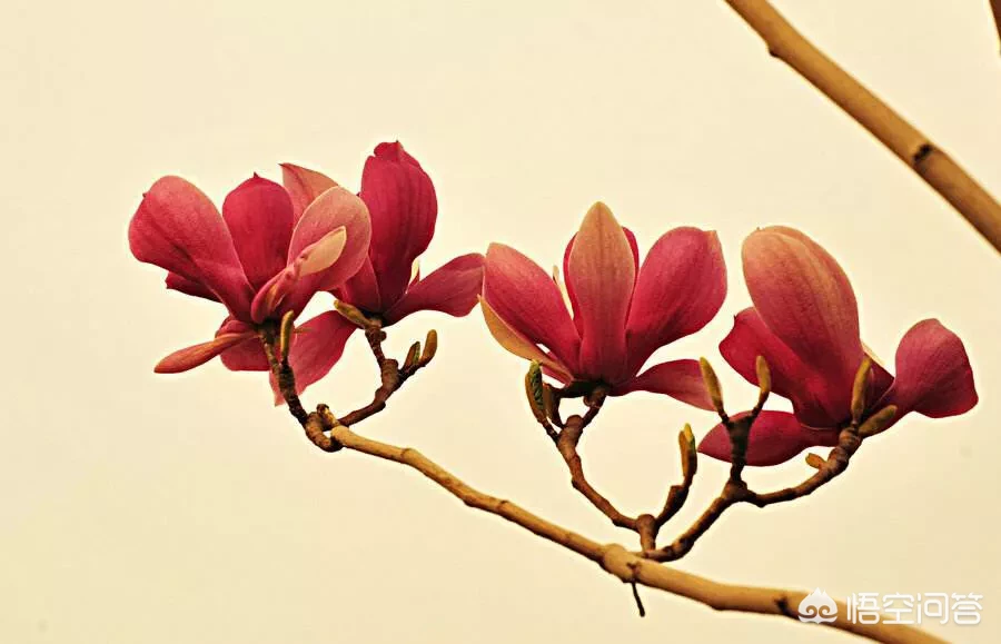 怎样写好植物作文?写什么植物比较好?