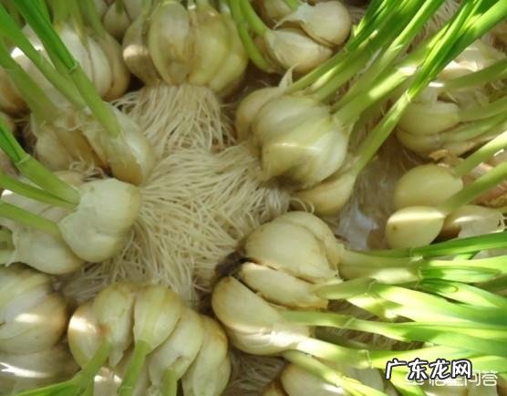 大蒜泡酒真有神奇功效吗?