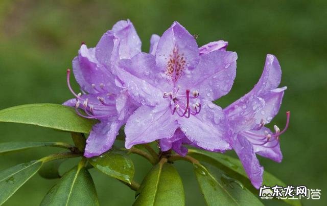 杜鹃花的叶子枯萎掉落,能救吗?怎么救?