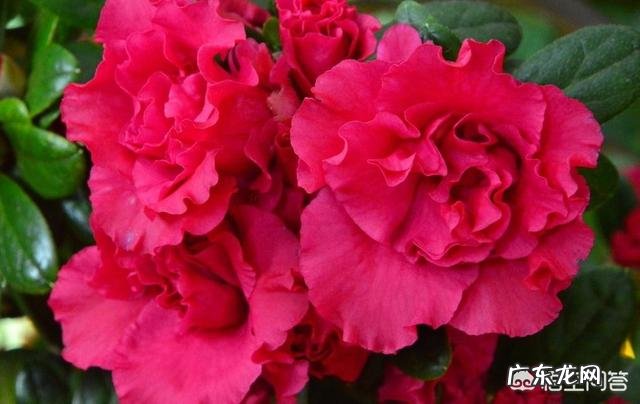 杜鹃花的叶子枯萎掉落,能救吗?怎么救?