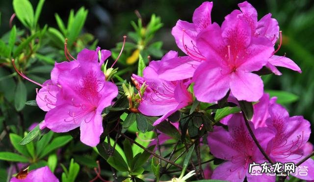 杜鹃花的叶子枯萎掉落,能救吗?怎么救?