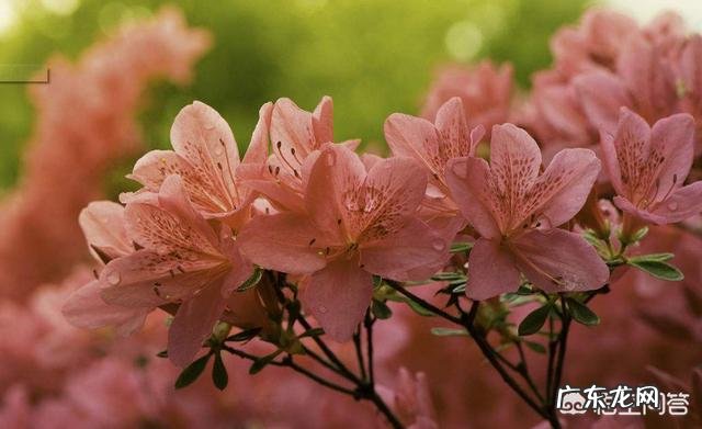 杜鹃花的叶子枯萎掉落,能救吗?怎么救?