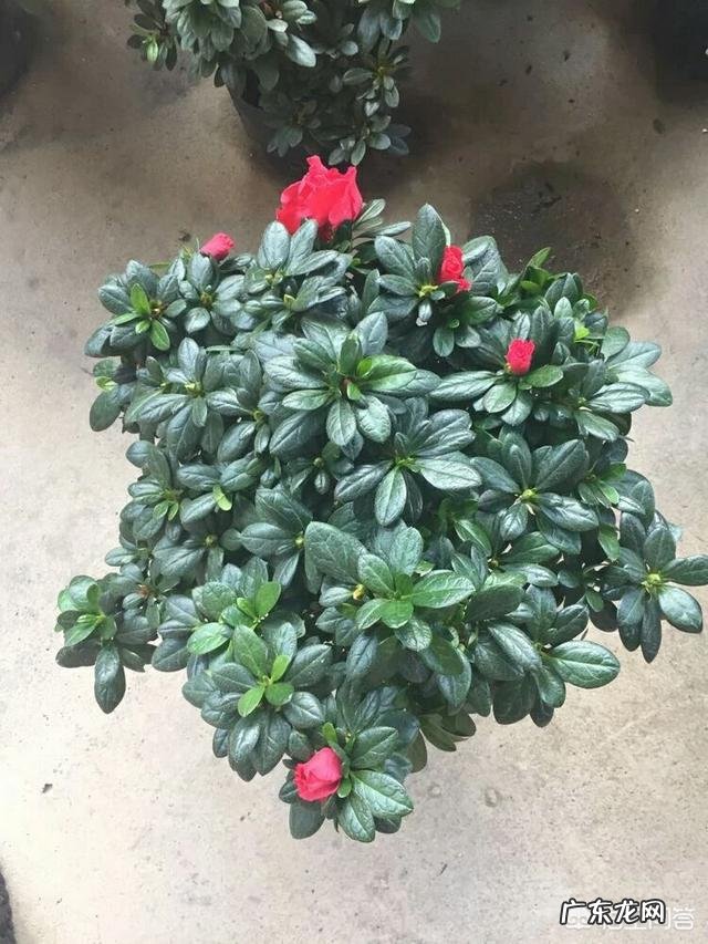 杜鹃花的叶子枯萎掉落,能救吗?怎么救?