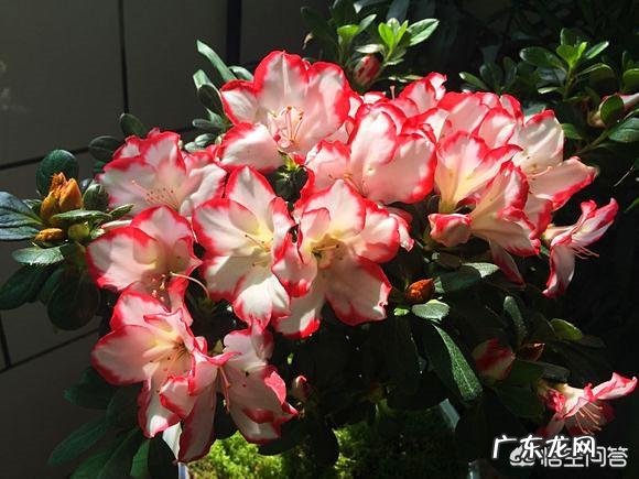 杜鹃花的叶子枯萎掉落,能救吗?怎么救?