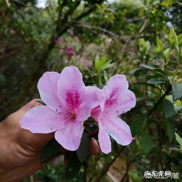 杜鹃花的叶子枯萎掉落,能救吗?怎么救?