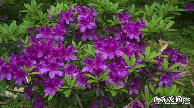 杜鹃花的叶子枯萎掉落,能救吗?怎么救?